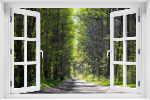 Fototapeta Naklejka Na Ścianę Okno 3D - Leśna droga