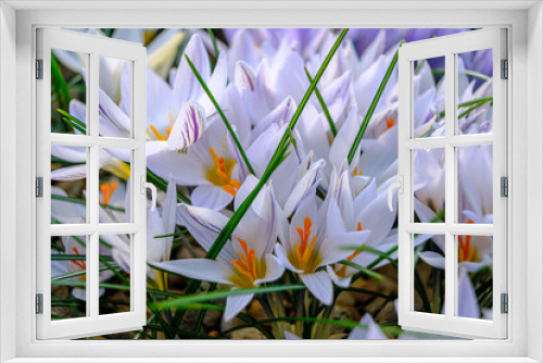 Fototapeta Naklejka Na Ścianę Okno 3D - White crocuses. flowers in a flower bed in spring blooming in the sun. The most beautiful spring flowers