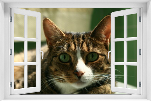 Fototapeta Naklejka Na Ścianę Okno 3D - portrait of a cat
