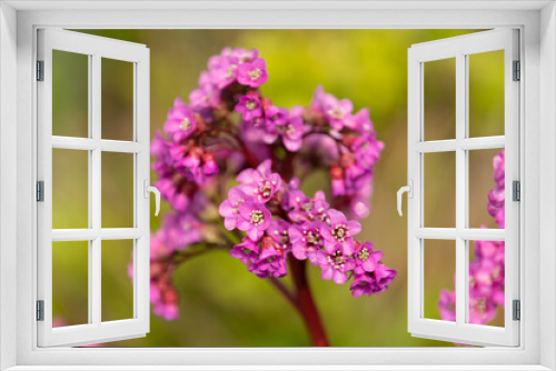 Fototapeta Naklejka Na Ścianę Okno 3D - Blossoms of bergenia in vibrant pink colour in front of a green blurred background