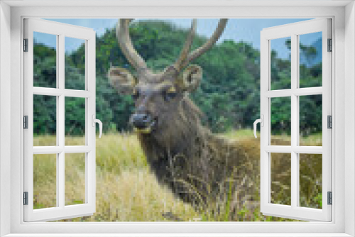 Fototapeta Naklejka Na Ścianę Okno 3D - bull elk in the plans 