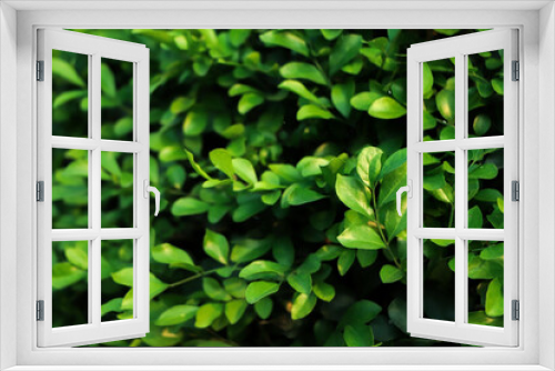 Fototapeta Naklejka Na Ścianę Okno 3D - Green leaves texture for background
