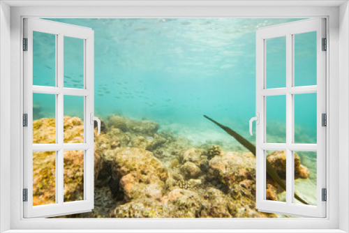 Fototapeta Naklejka Na Ścianę Okno 3D - corals and tropical fish underwater sea life