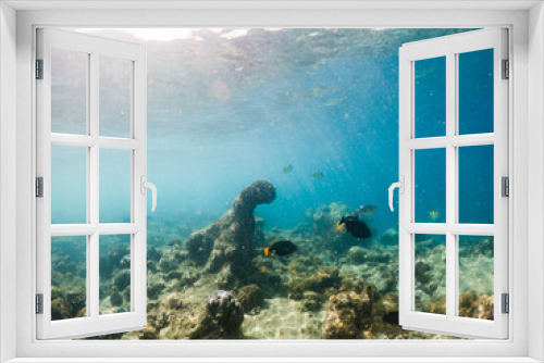 Fototapeta Naklejka Na Ścianę Okno 3D - corals and tropical fish underwater sea life