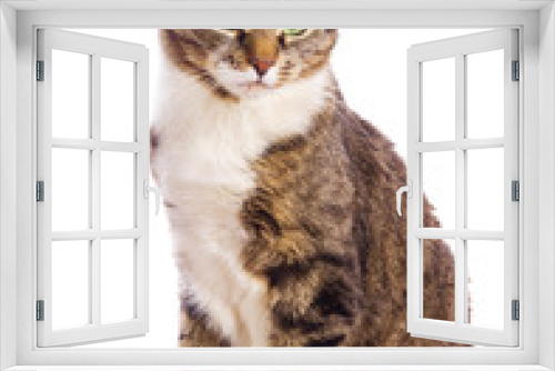 Fototapeta Naklejka Na Ścianę Okno 3D - european cat