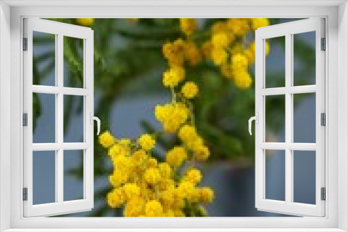 Fototapeta Naklejka Na Ścianę Okno 3D - Closeup of the fluffy yellow mimosa flowers