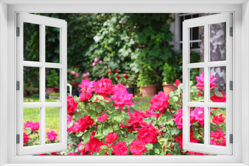 Fototapeta Naklejka Na Ścianę Okno 3D - Cottage with rustic window and wall covered with vine. Pink roses growing in the garden. Selective focus.