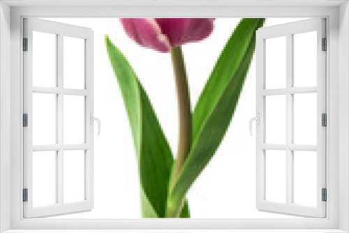 Fototapeta Naklejka Na Ścianę Okno 3D - purple tulips isolated on white background
