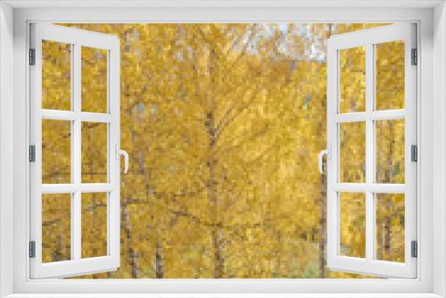 Fototapeta Naklejka Na Ścianę Okno 3D - Березы  в солнечном cвете. Осень, желтые листья