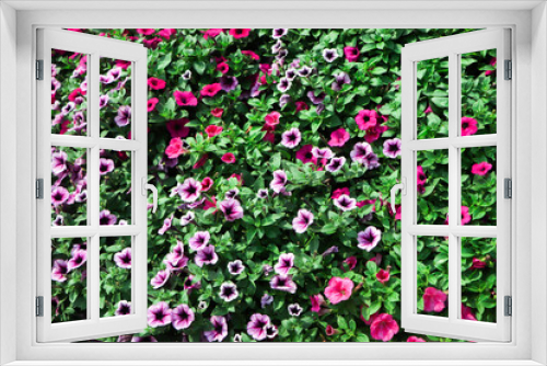 Fototapeta Naklejka Na Ścianę Okno 3D - large purple petunias background in garden