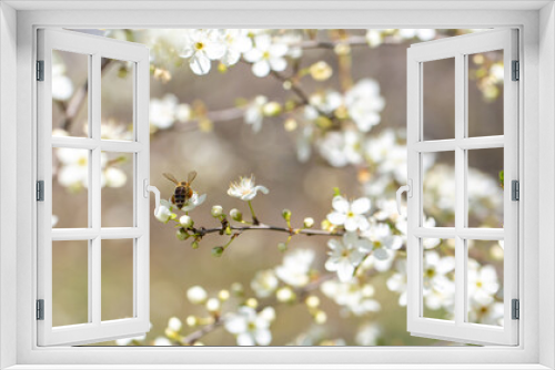 Fototapeta Naklejka Na Ścianę Okno 3D - Bee on a flower of the white cherry blossoms. White flowers bloom in the trees. Spring landscape with blooming sakura tree. Beautiful blooming garden on a sunny day. Copy space for text.