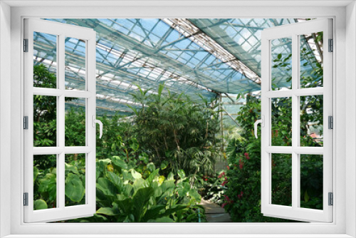 Fototapeta Naklejka Na Ścianę Okno 3D - Sun shines on plants in greenhouse. Breeding new plant varieties