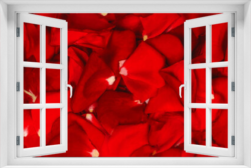 Background texture of beautiful red rose petals.