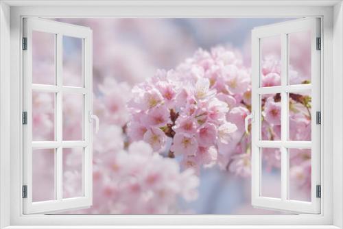 Fototapeta Naklejka Na Ścianę Okno 3D - 満開の桜の花　3月