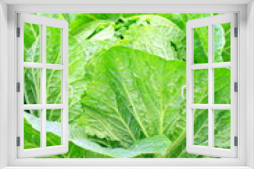 Fototapeta Naklejka Na Ścianę Okno 3D - 白菜