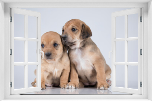 Fototapeta Naklejka Na Ścianę Okno 3D - Two dogs, Pet, animals concept