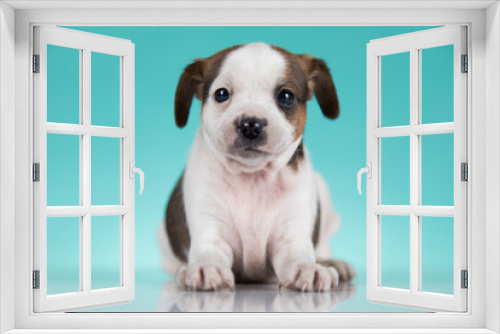 Fototapeta Naklejka Na Ścianę Okno 3D - Cute puppy dog, animals concept