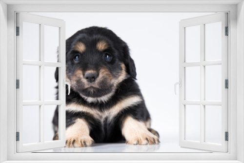 Fototapeta Naklejka Na Ścianę Okno 3D - Pet, dog puppy animals concept
