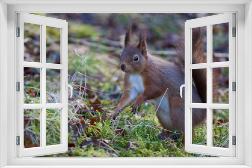 Fototapeta Naklejka Na Ścianę Okno 3D - Red Squirrel (Sciurus vulgaris) in woodland during winter in the highlands of Scotland, United Kingdom.