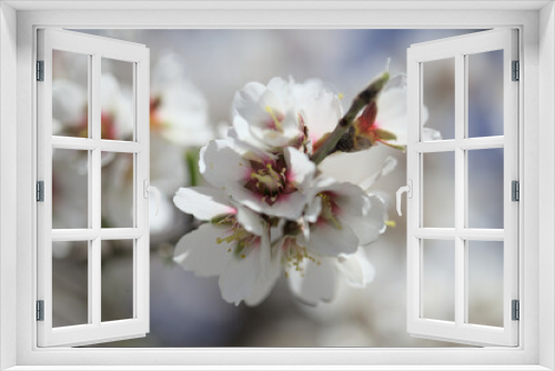 Fototapeta Naklejka Na Ścianę Okno 3D - Horticulture of Gran Canaria -  fruit trees blossoming in spring, March, natural macro floral background