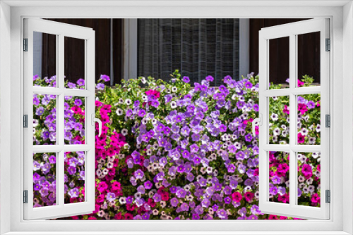 Fototapeta Naklejka Na Ścianę Okno 3D - Traditional flowered balcony at the Alps and Dolomites. Colorful flowers on balcony. Summer time. Mix of flowers and colors. General contest of the European Alps