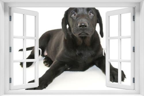 Fototapeta Naklejka Na Ścianę Okno 3D - Black Lab Puppy
