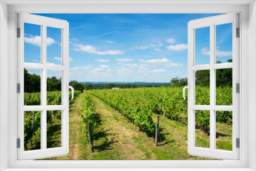 Fototapeta Naklejka Na Ścianę Okno 3D - A vineyard with blue sky and clouds