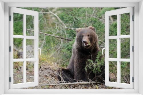 Fototapeta Naklejka Na Ścianę Okno 3D - Bear