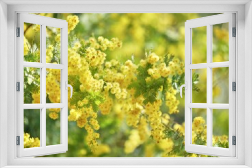 Fototapeta Naklejka Na Ścianę Okno 3D - Mimosa ｜ yellow flowers in spring