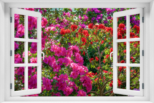 Fototapeta Naklejka Na Ścianę Okno 3D - Colorful flooming azalea trees