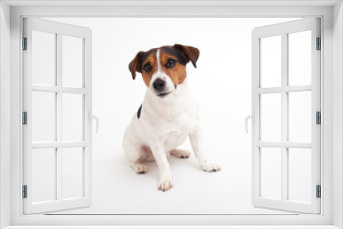 Fototapeta Naklejka Na Ścianę Okno 3D - Jack Russell terrier on white background