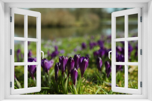Fototapeta Naklejka Na Ścianę Okno 3D - wiosna, krokusy, kwiaty, park
