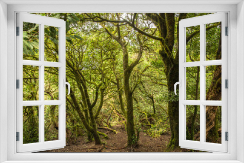 Fototapeta Naklejka Na Ścianę Okno 3D - Wald nahe Mirador Cruz Del Carmen