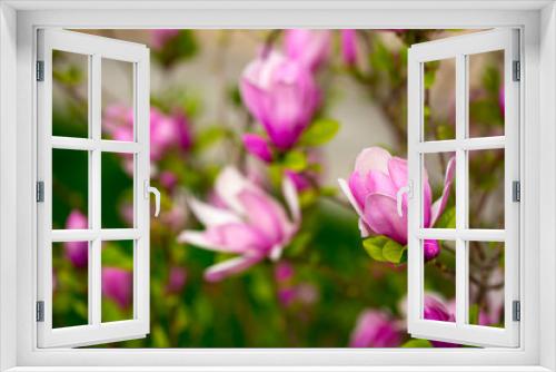 Fototapeta Naklejka Na Ścianę Okno 3D - Blooming magnolia in spring. Beautiful buds of pink flowers close-up with blurred space for text.