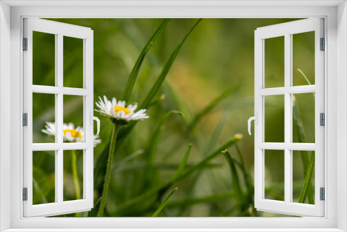 Fototapeta Naklejka Na Ścianę Okno 3D - Common daisy (Bellis perennis) flowers bloom in backyard garden, meadows spring, summer time 