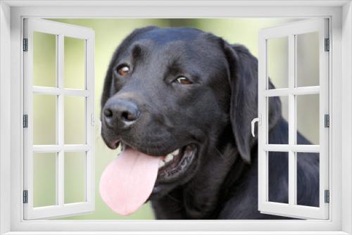 Fototapeta Naklejka Na Ścianę Okno 3D - black dog head
