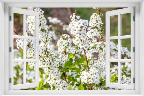 Fototapeta Naklejka Na Ścianę Okno 3D - bridal wreath flower, spiraea, white flowers in spring
