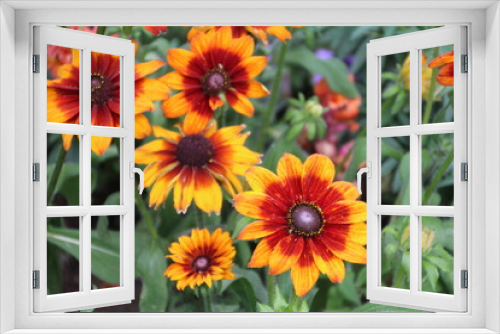 Fototapeta Naklejka Na Ścianę Okno 3D - orange flowers in the garden