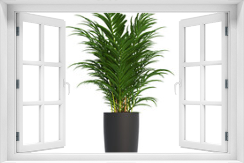 Fototapeta Naklejka Na Ścianę Okno 3D - decorative flowers and plants for the interior, isolated on transparent background, 3D illustration, cg render
