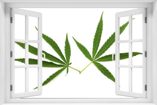 Fototapeta Naklejka Na Ścianę Okno 3D - Marijuana leaf, two marijuana leaves on white background