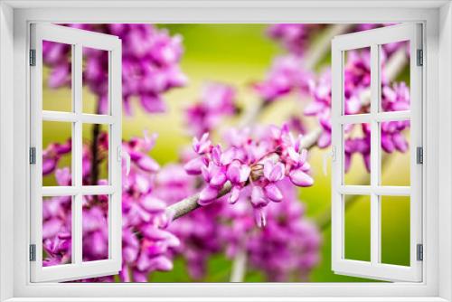 Fototapeta Naklejka Na Ścianę Okno 3D - Cercis siliquastrum or Judas tree, ornamental tree blooming with beautiful pink colored flowers. Eastern redbud tree blossoms in spring time. Soft focus, blurred background. Spring in Israel