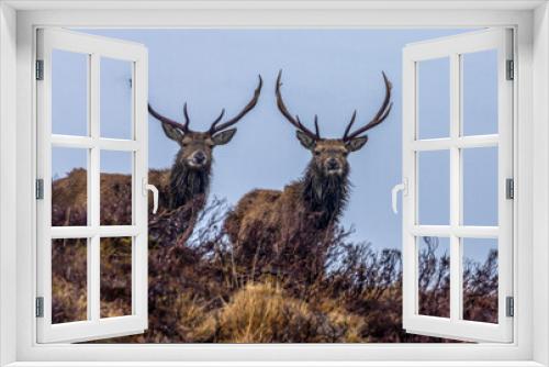 Fototapeta Naklejka Na Ścianę Okno 3D - Two mighty stags with huge antlers standing on the hillside in the rain in Scotland