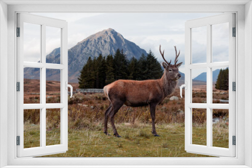 Fototapeta Naklejka Na Ścianę Okno 3D - Glencoe deer outside of The Kingshouse Hotel overlooking The Buachaille Etive Mor mountain. Scottish Highlands, UK.