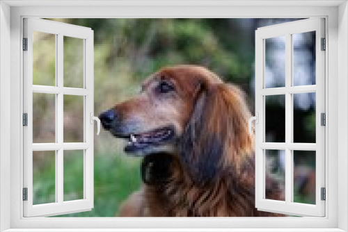 Fototapeta Naklejka Na Ścianę Okno 3D - Closeup of brown Irish Setter lying on grassland and looking side