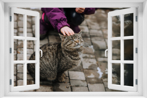 Fototapeta Naklejka Na Ścianę Okno 3D - Girl, child strokes with hand, caresses a beautiful gray tabby cat, outdoor pet. Love to the animals.