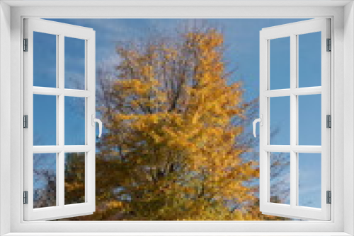 Fototapeta Naklejka Na Ścianę Okno 3D - Single Gold Colored Tree in Fall