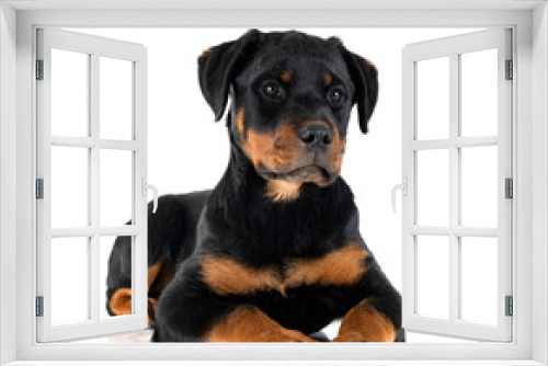 Fototapeta Naklejka Na Ścianę Okno 3D - puppy rottweiler in studio