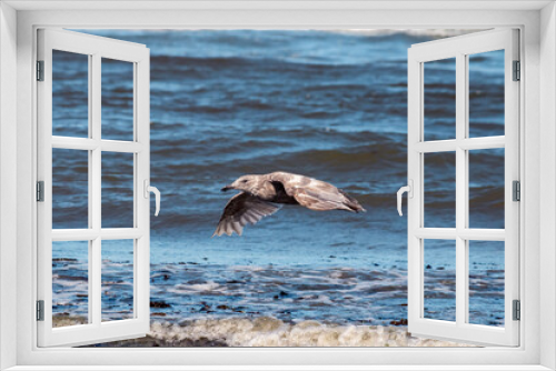Fototapeta Naklejka Na Ścianę Okno 3D - Gray seagull gliding over the ocean waves