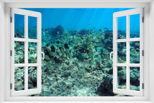 Fototapeta Naklejka Na Ścianę Okno 3D - Beautiful shot of the coral reefs in Maui, Hawaii