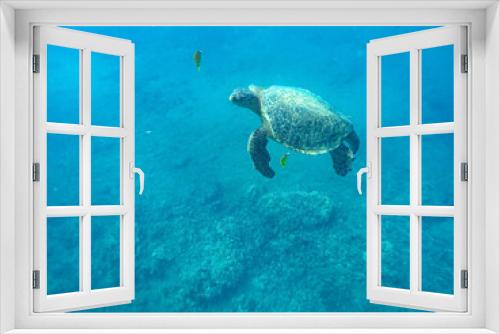 Fototapeta Naklejka Na Ścianę Okno 3D - Beautiful shot of a sea turtle swimming in the ocean in Maui, Hawaii
